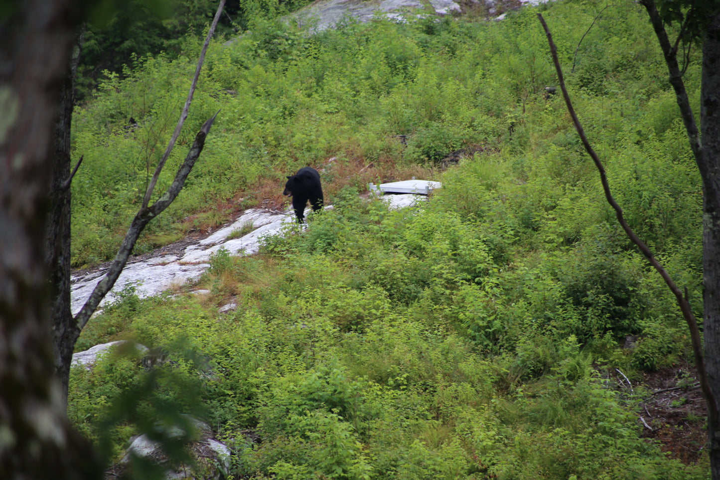 Black bear walking on a rocky trail surrounded by greenery