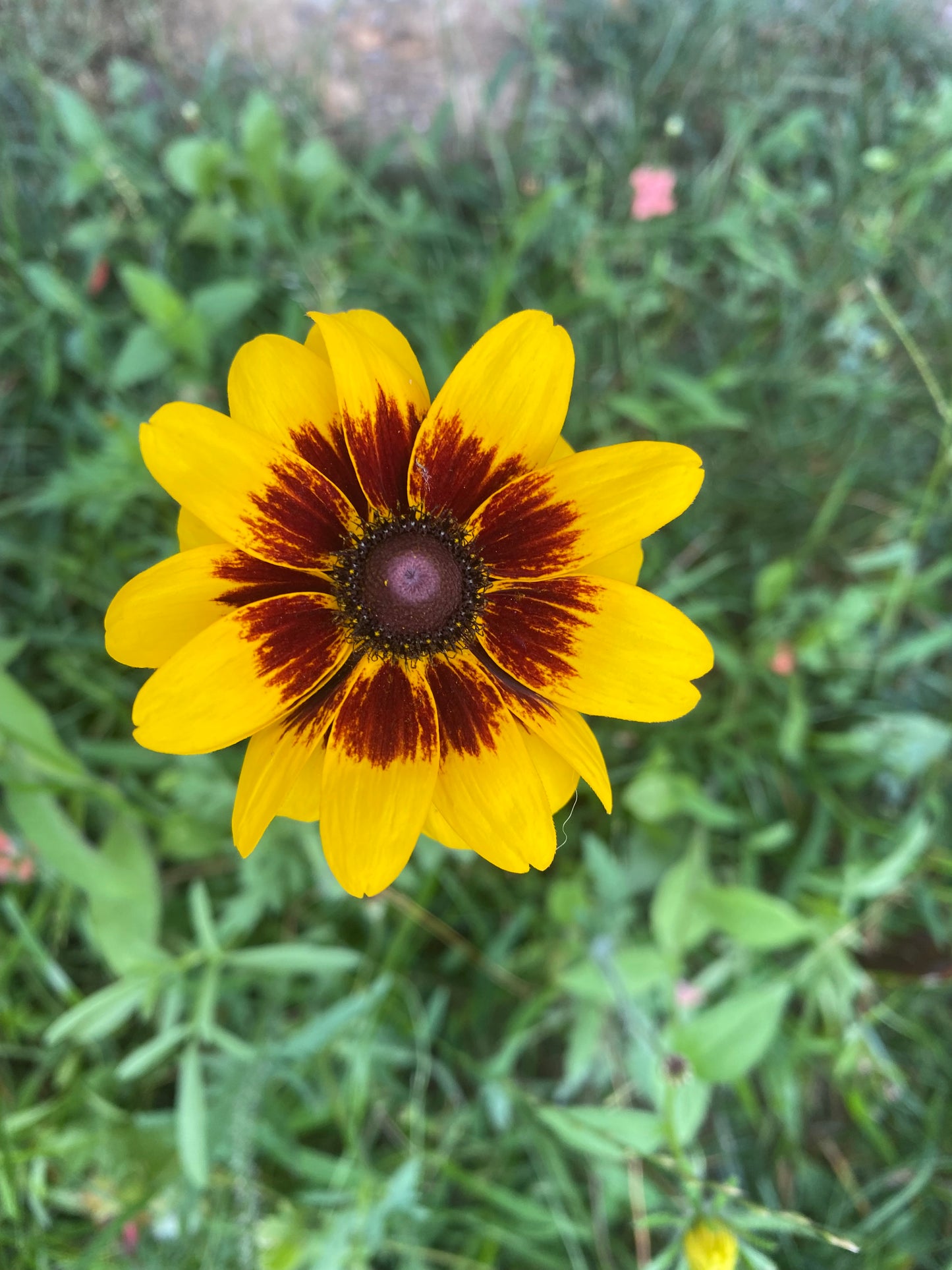 Yellow flower with brown center on a green leafy background
