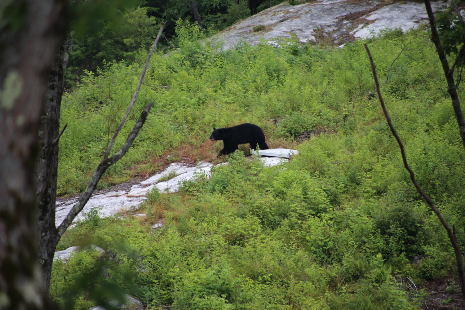 Bear sightings at the Nature View NH Estate, Real Estate For Sale