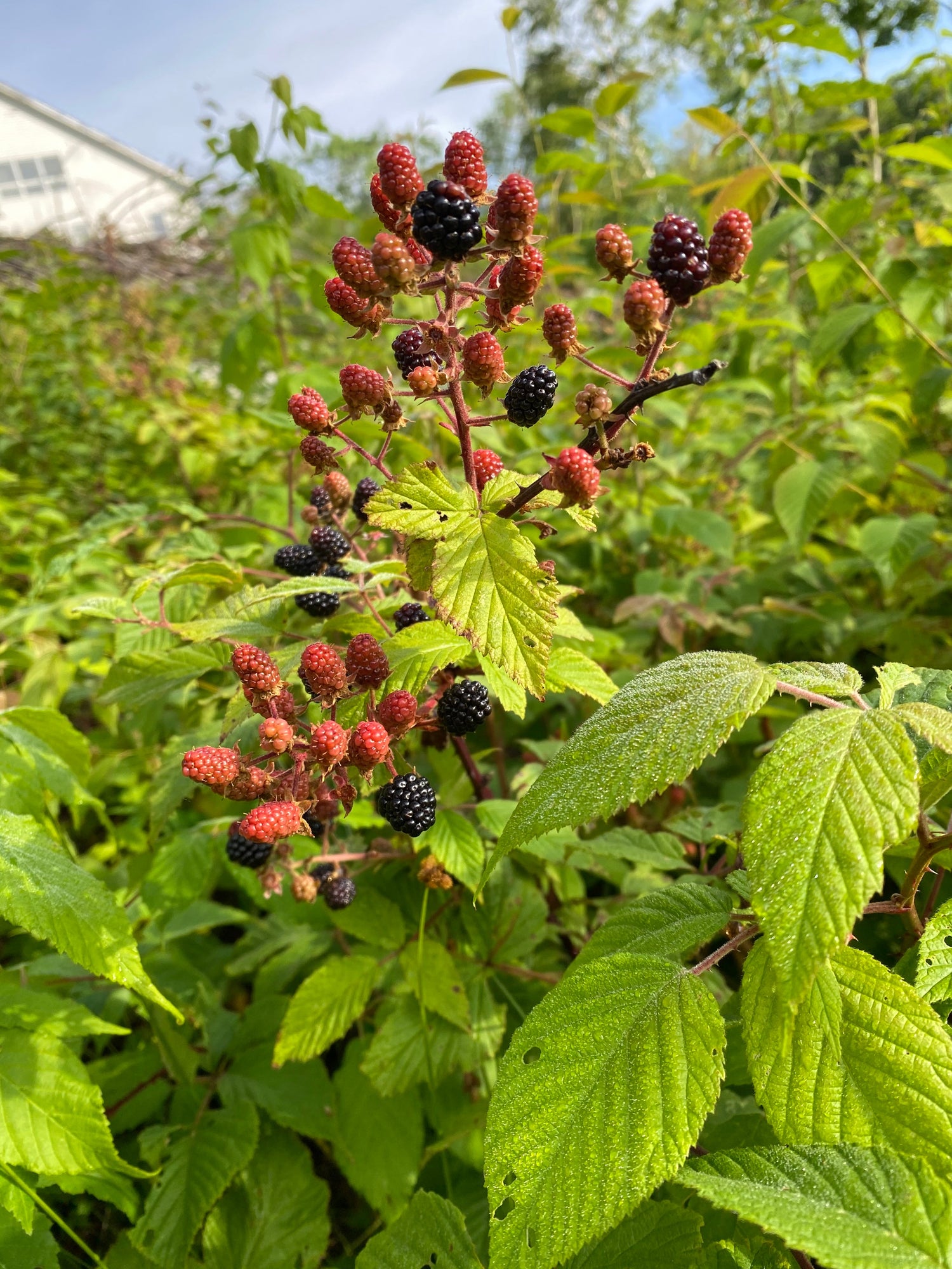 Blackberry Orchard