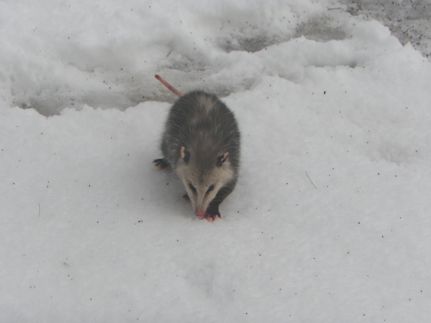 Opossum in the snow