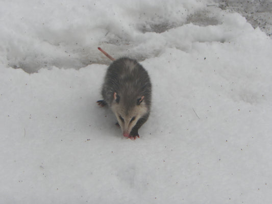 Opossum in the snow