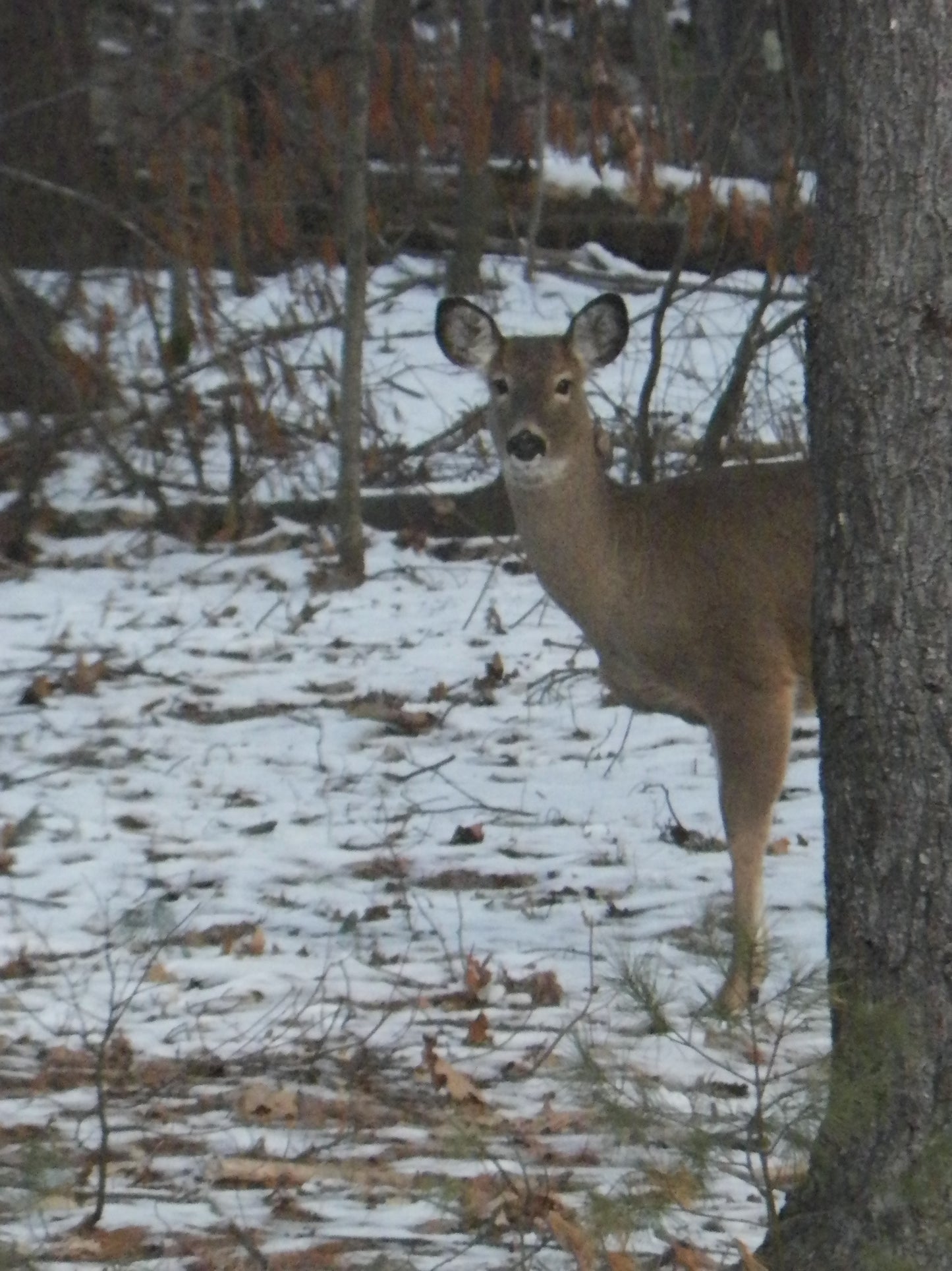Deer standing in a snowy forest with trees and snow on the ground.