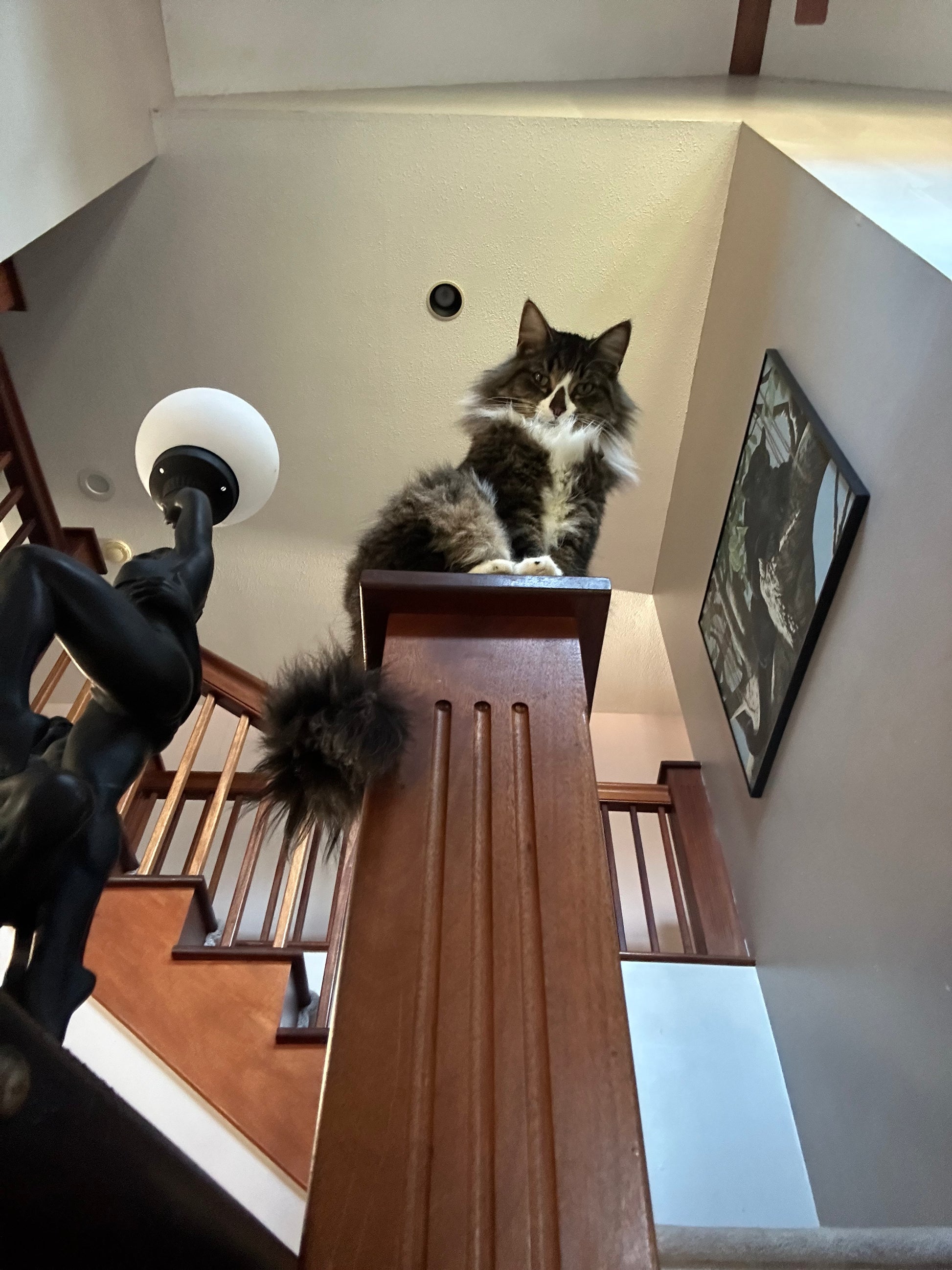 Cat sitting on a wooden staircase railing in a home setting.