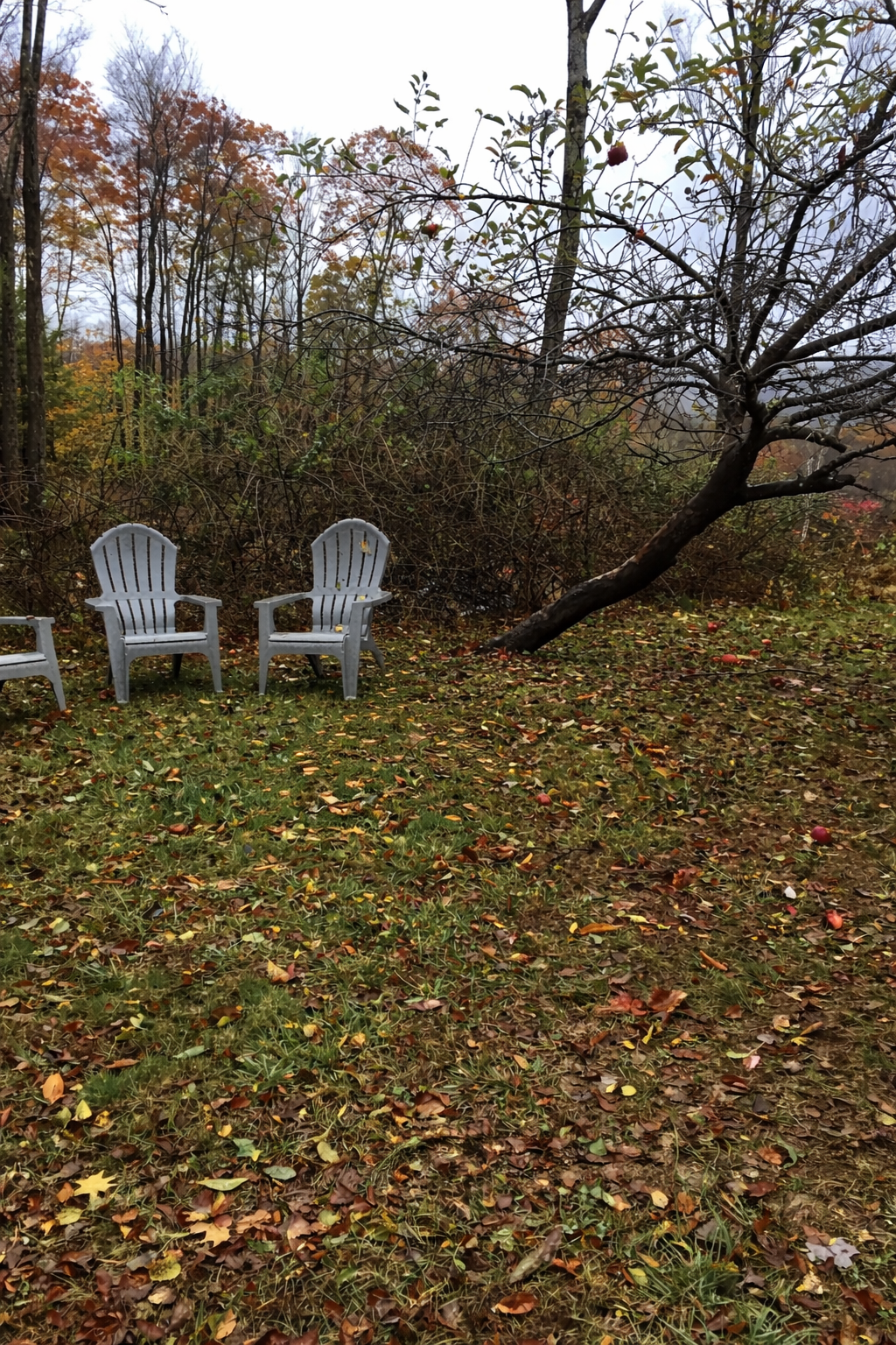 Two white Adirondack chairs on a grassy area with trees and fallen leaves from an apple tree in the background.