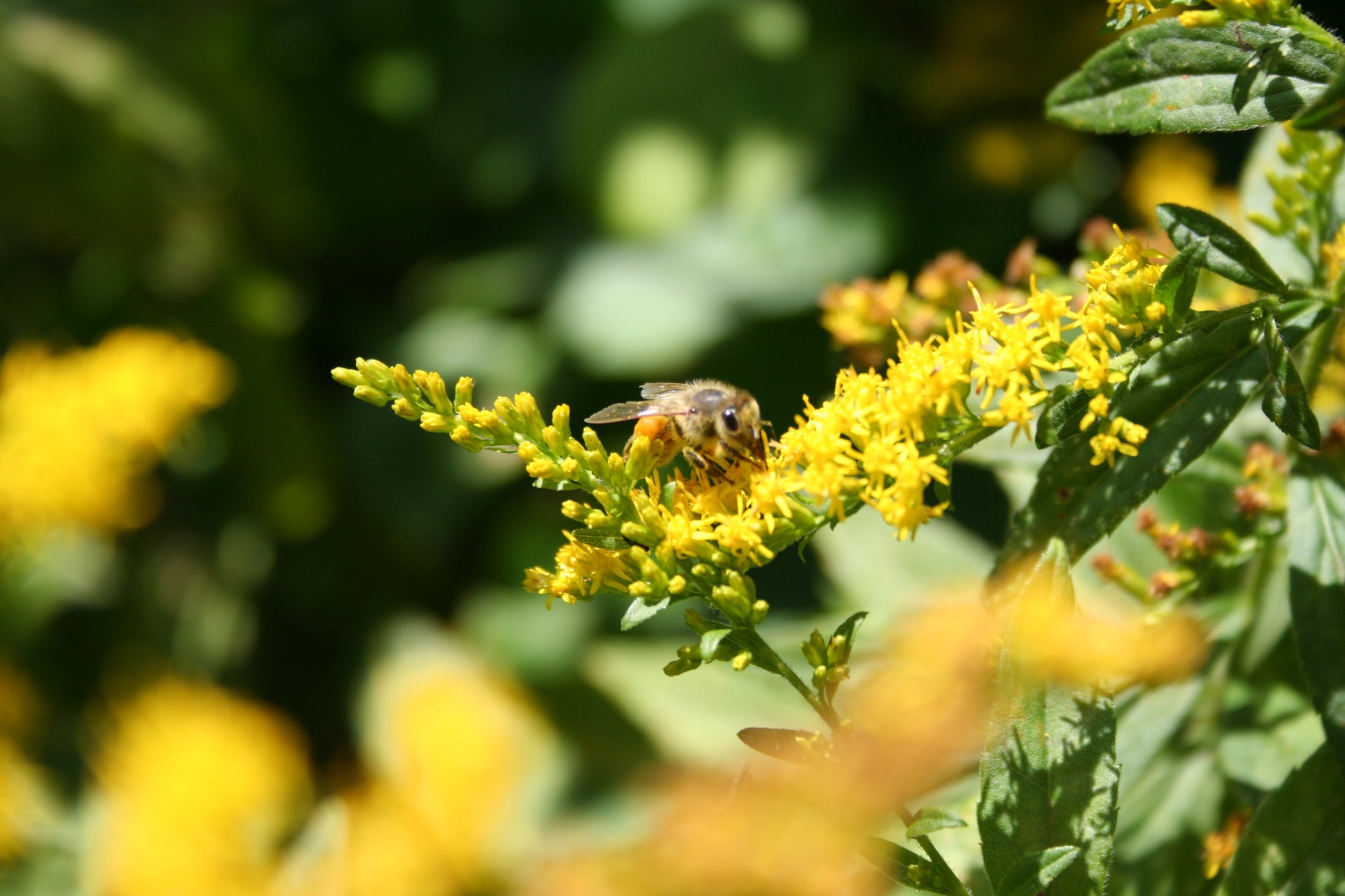 Bee on a yellow flower with a blurred green background. We planted wildflowers to attract and feed local bees for our fruit and vegetables Nature View  NH Estate