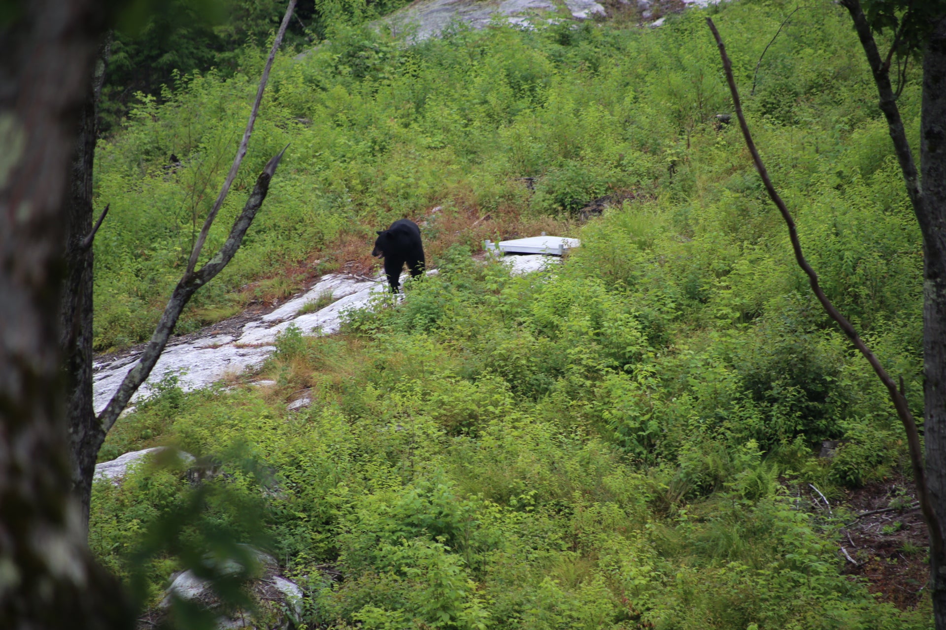 Black bear walking on a rocky trail surrounded by greenery