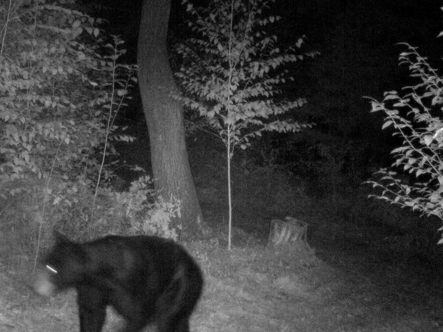 Black bear in a forest at night captured by a Moultrie camera.