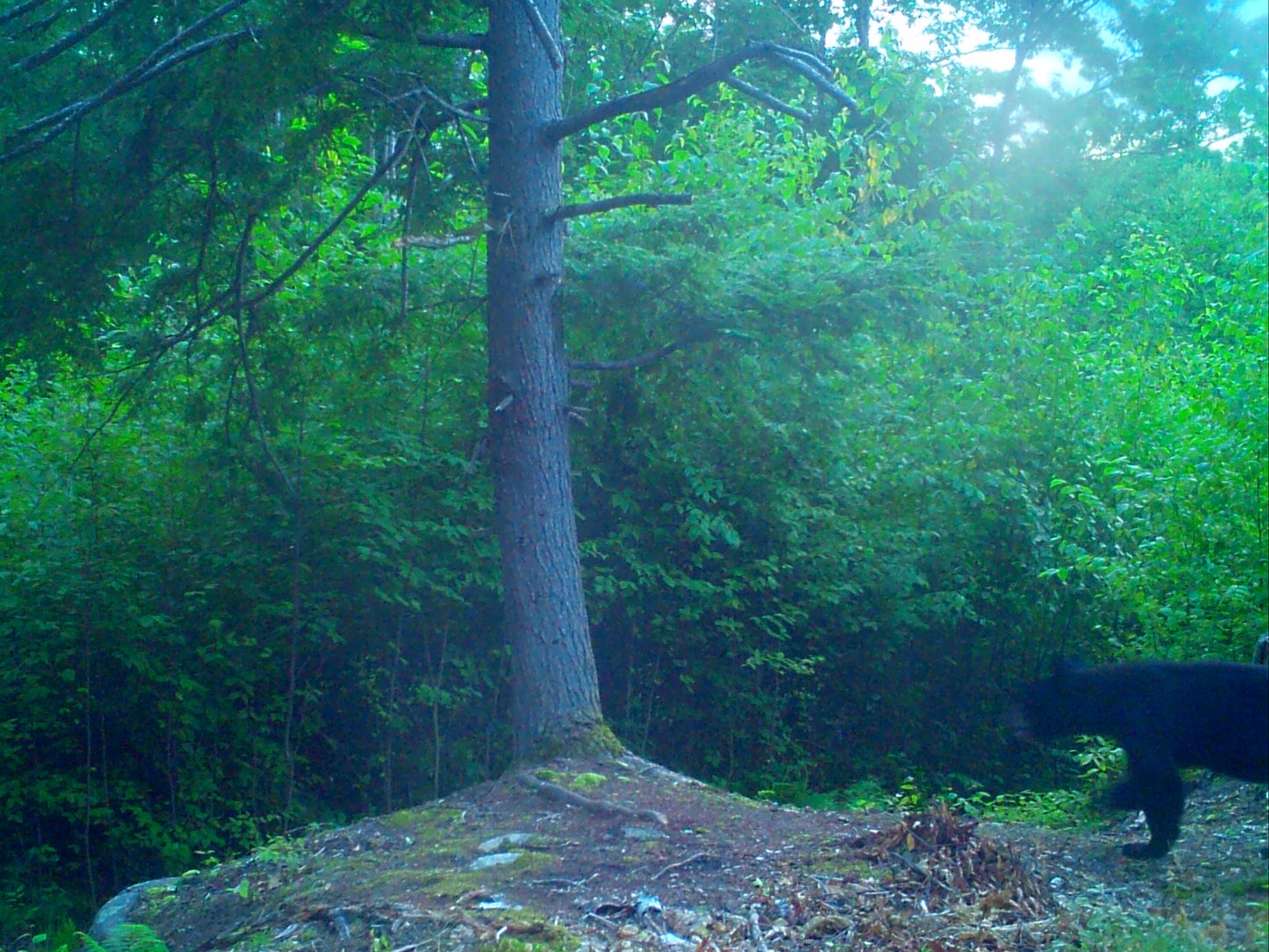 Black bear in a forest with a tree and green foliage