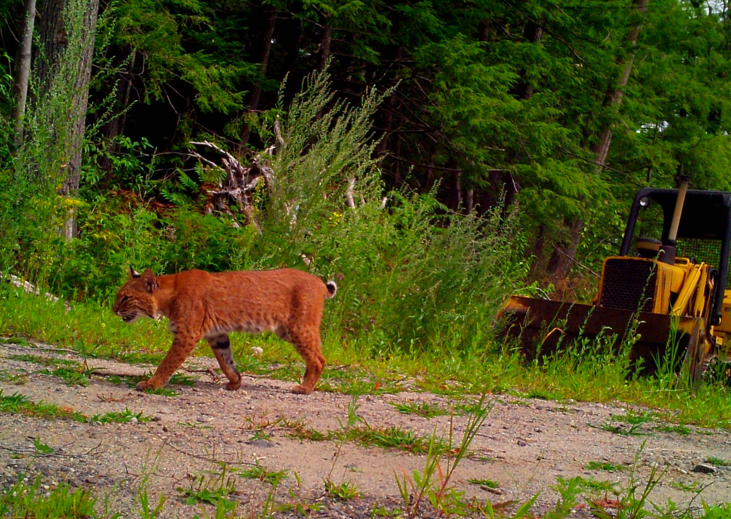 Wildcat walking on a dirt path with a forest background