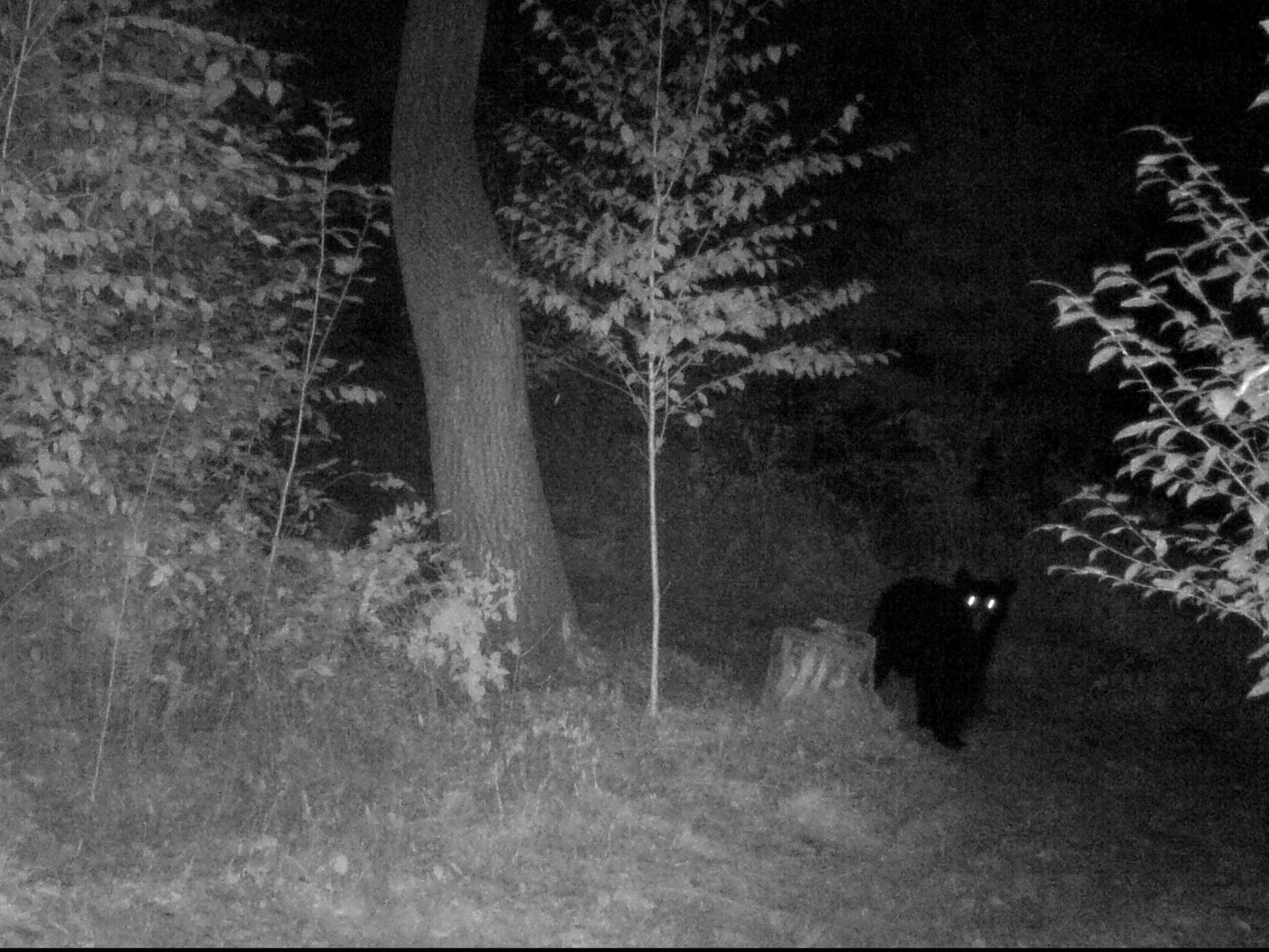 Black bear in a forest at night captured by a Moultrie camera