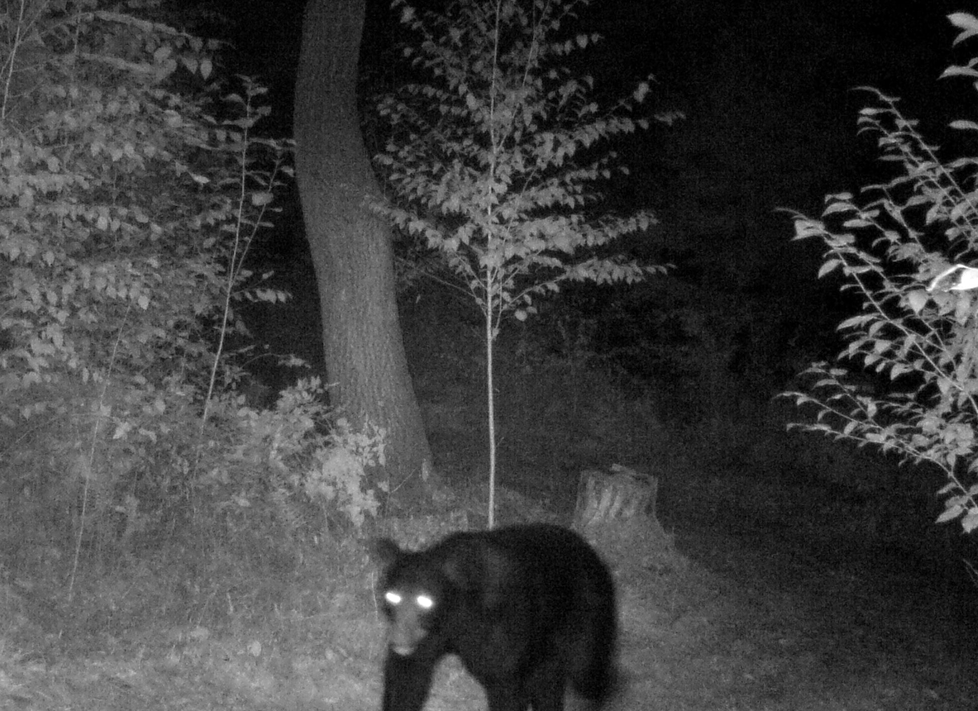 Black bear in a forest at night captured by a Moultrie camera.