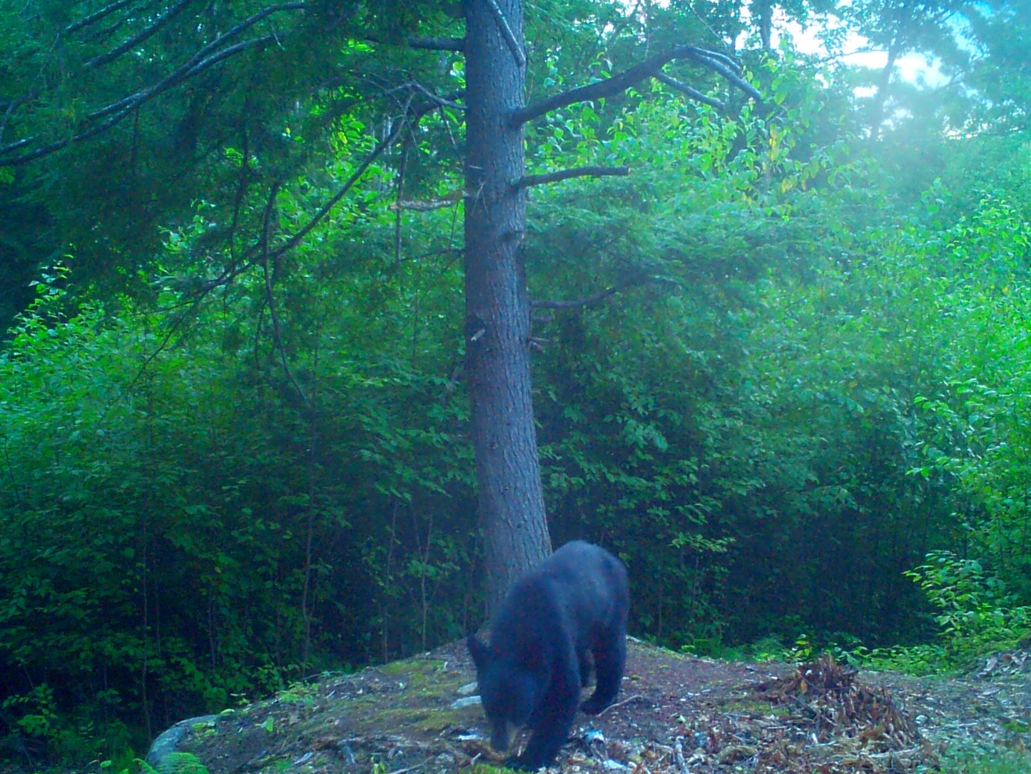 Black bear walking through a forest 