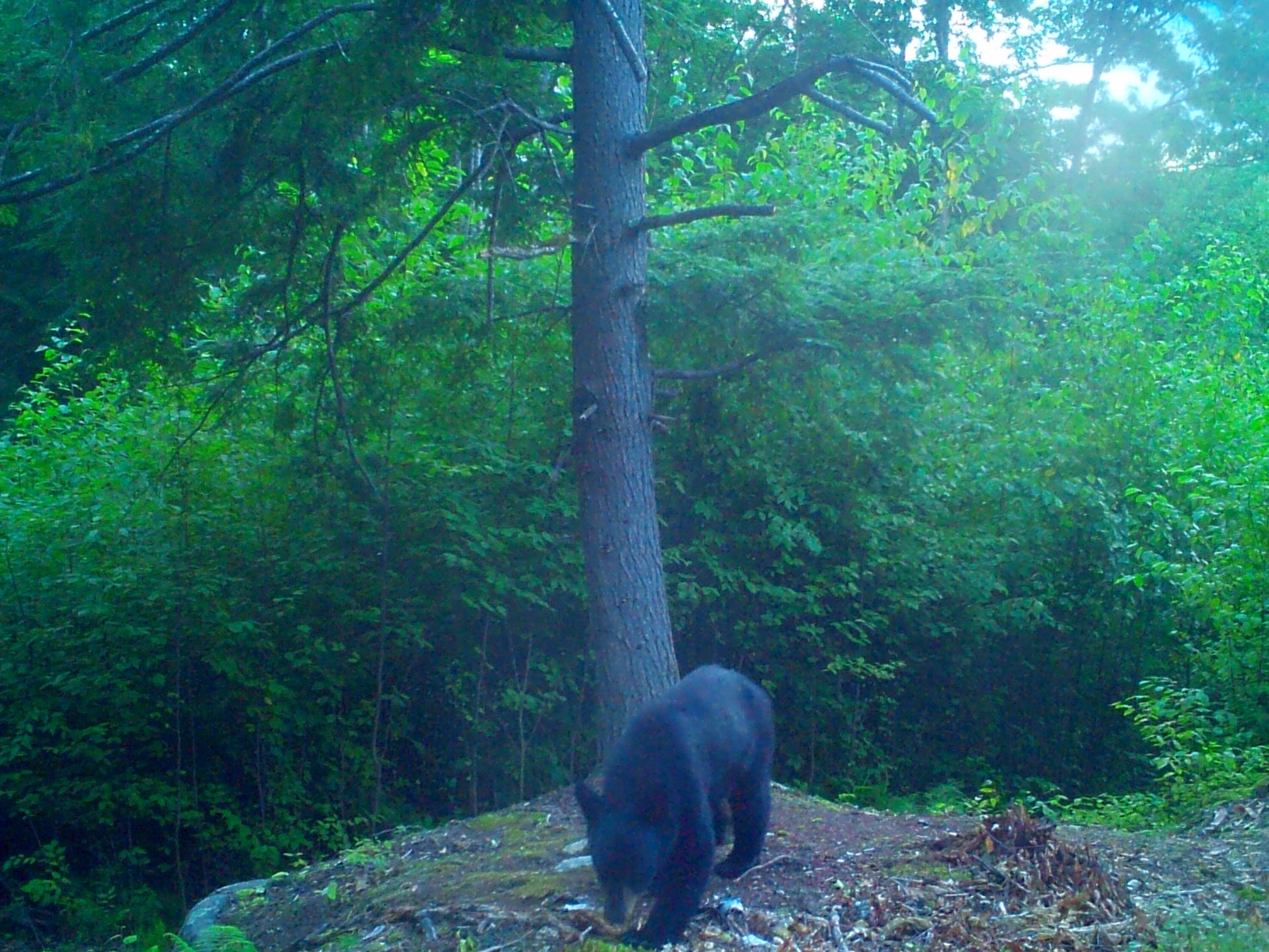 Black bear walking through a forest 
