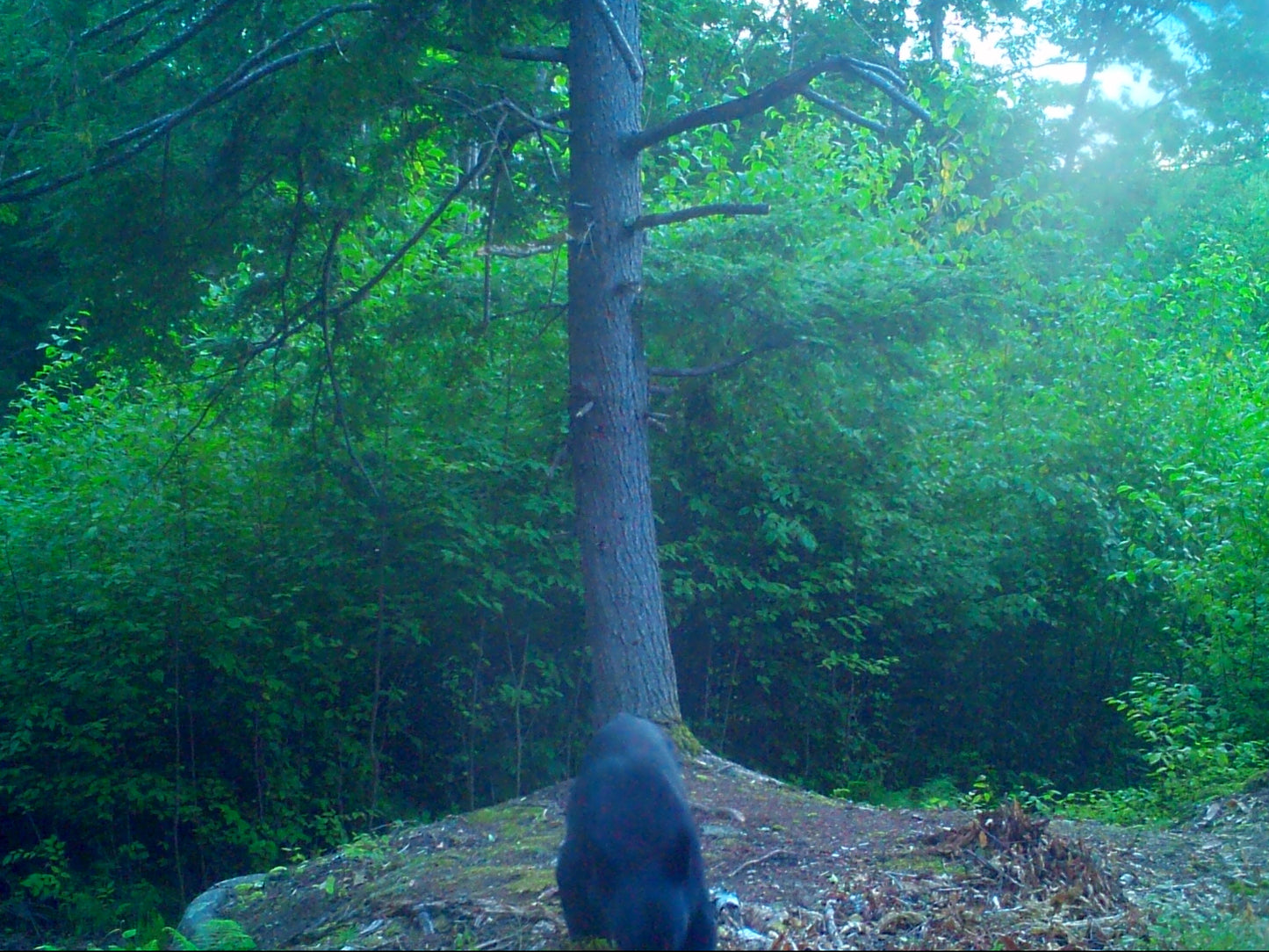 Camera trap image of a forest with a tree 