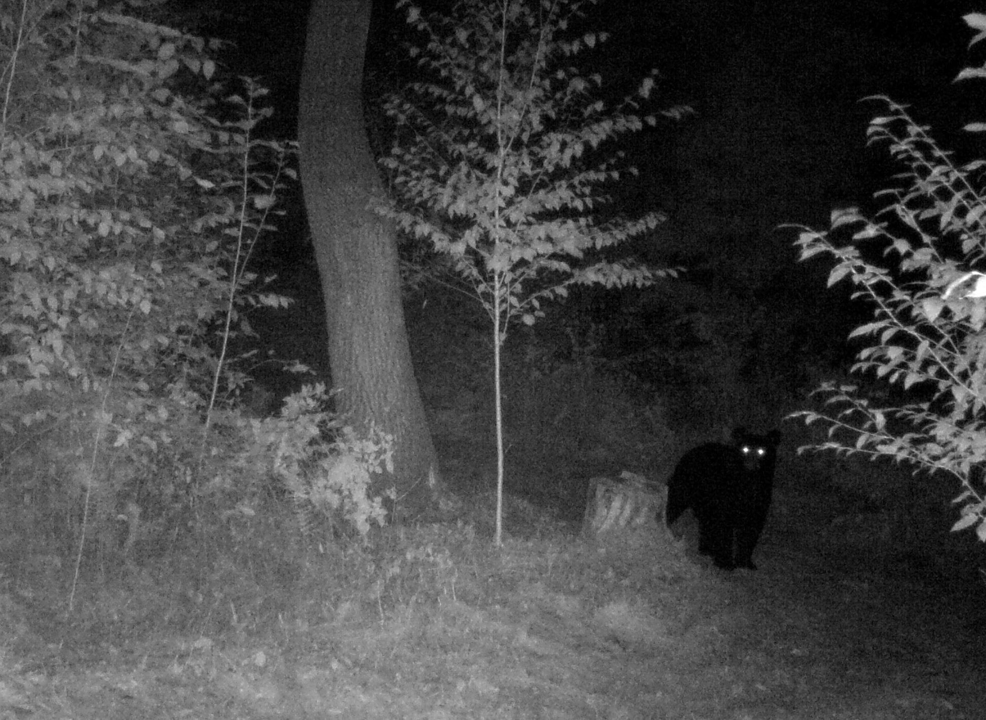 Black cat in a forest at night