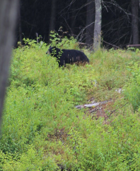 Bear in a forest setting with trees and greenery