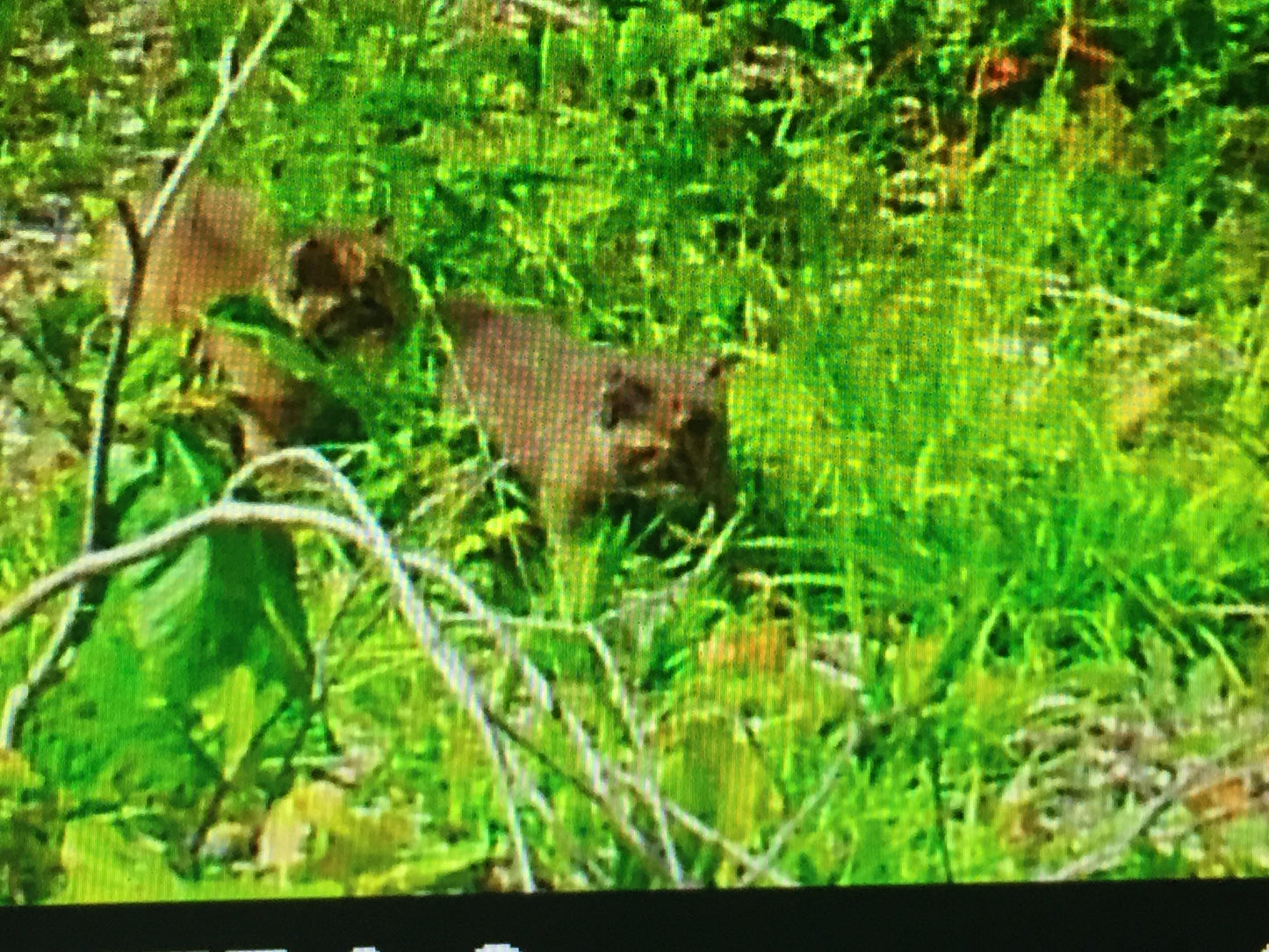 Two baby bobcats wildlife animals in a grassy area with a blurred background