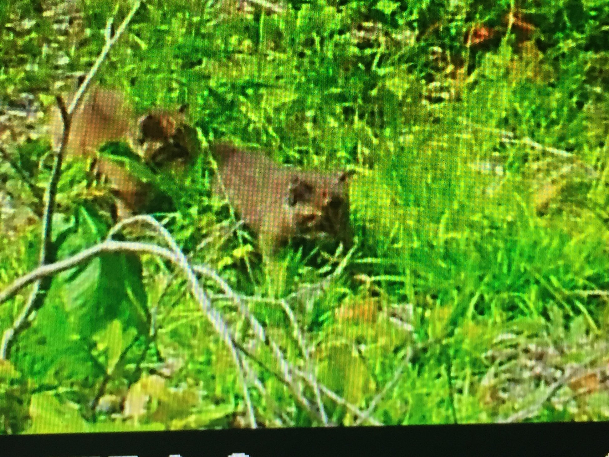 Two baby bobcats wildlife animals in a grassy area with a blurred background
