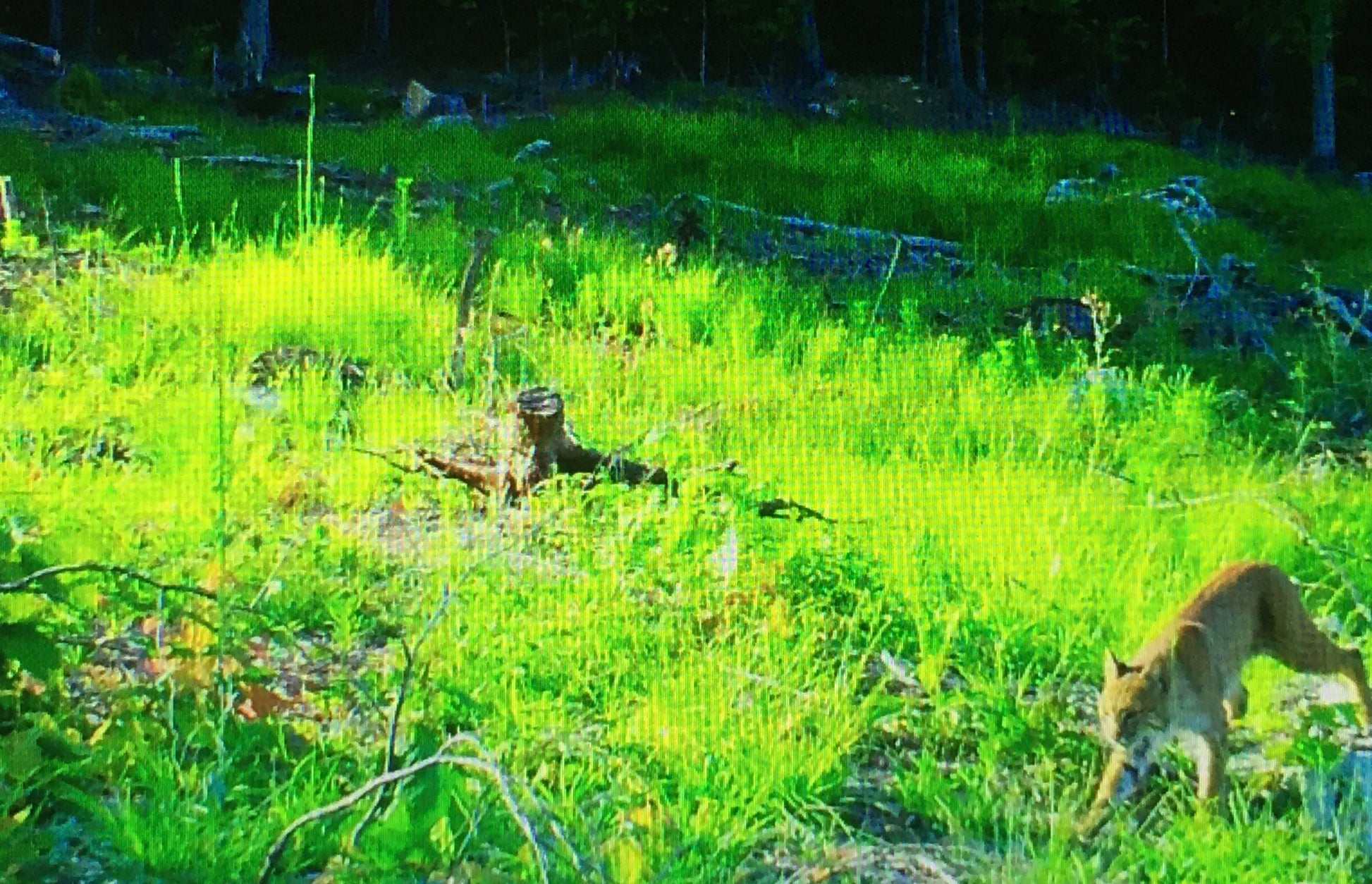 Bobcat in a grassy field 