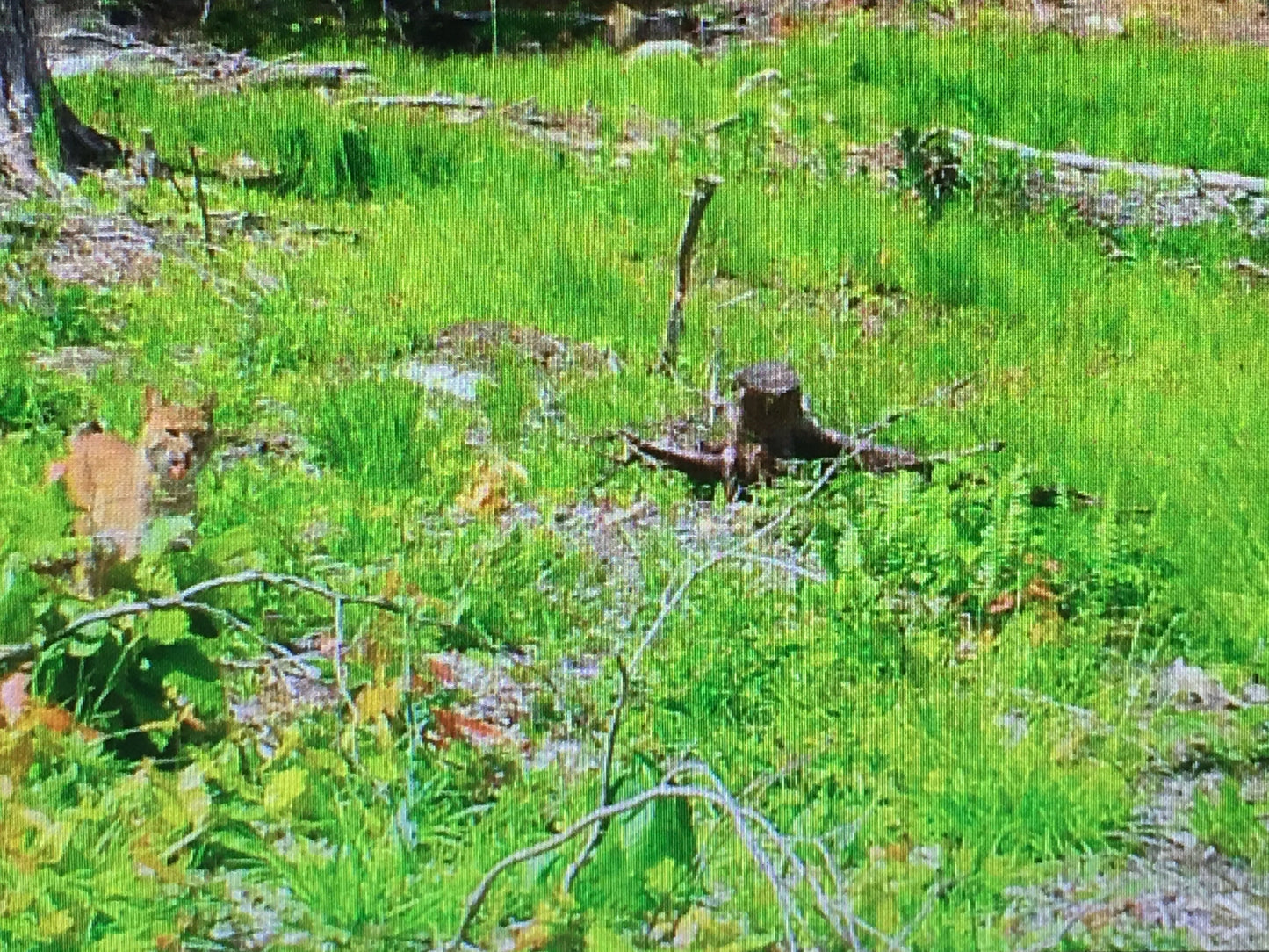 Camera  trail image of a bobcat in a grassy forest area 