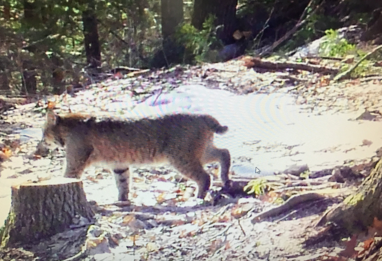 Bobcat standing on a forest floor with trees and rocks in the background caught on a trail camera.