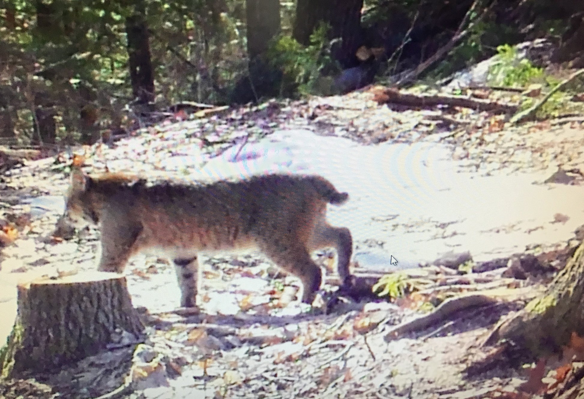 Bobcat standing on a forest floor with trees and rocks in the background caught on a trail camera.