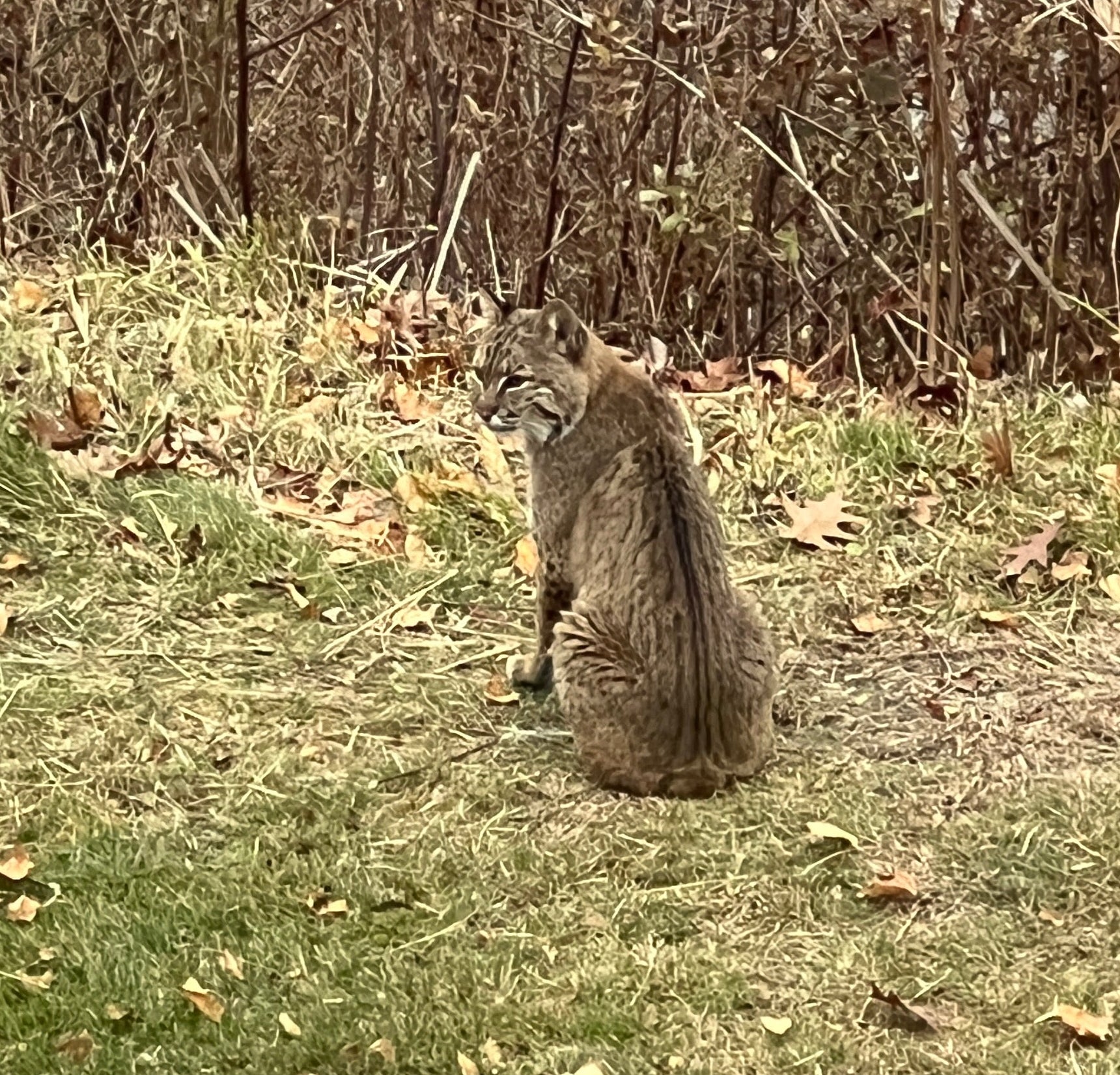Bobcat on a grassy patch with trees and red foliage in the background