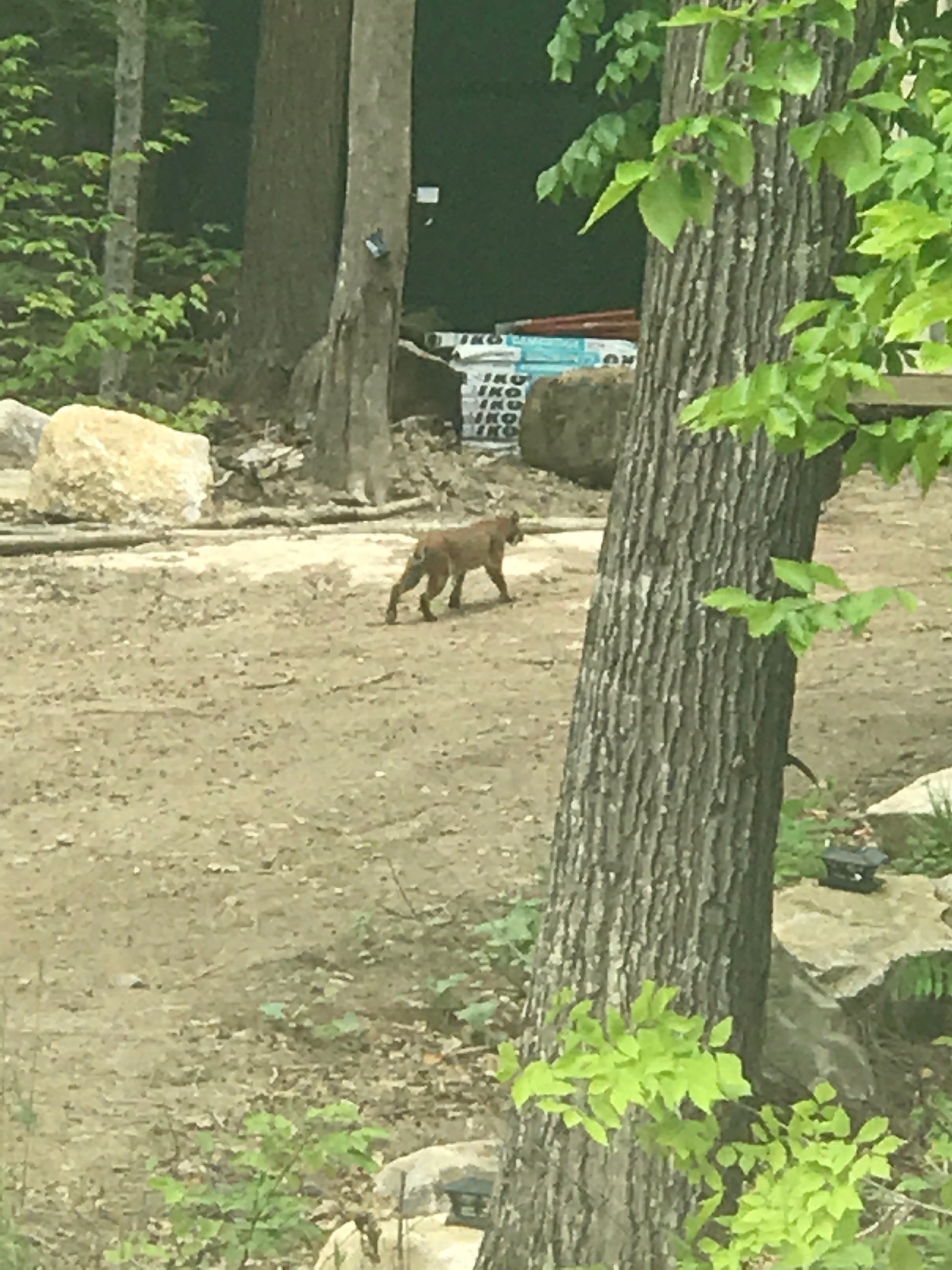 Bobcat near a tree trunk with a blurred background