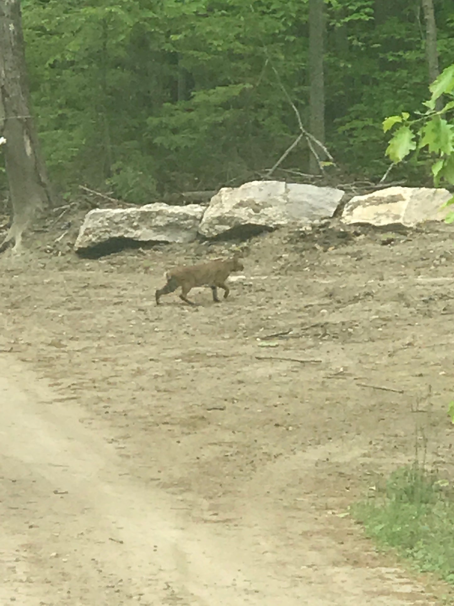 Bobcat walking by  a rocky outcrop in a forest