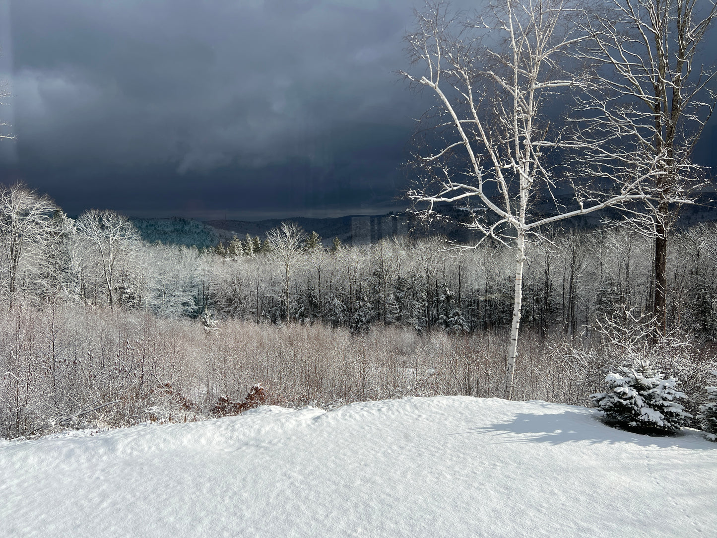 Snowy landscape with trees and dark stormy sky