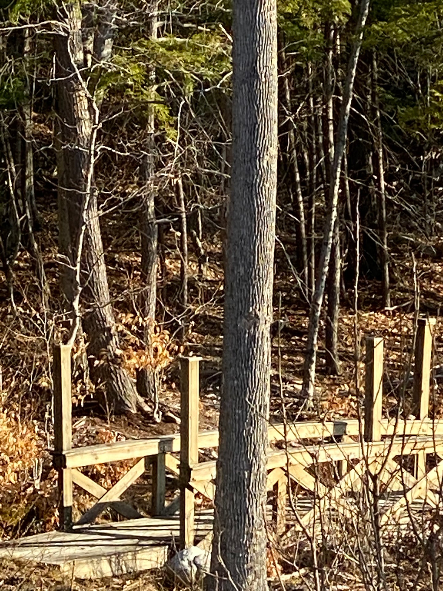 Wooden structure with logs and branches in a forest setting