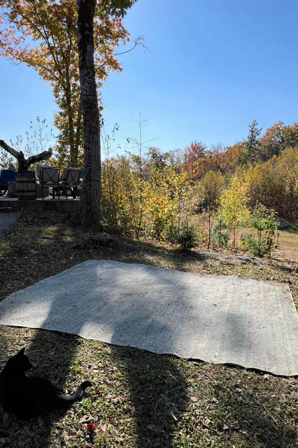Large outdoor patio rug on the ground with trees and clear sky in the background