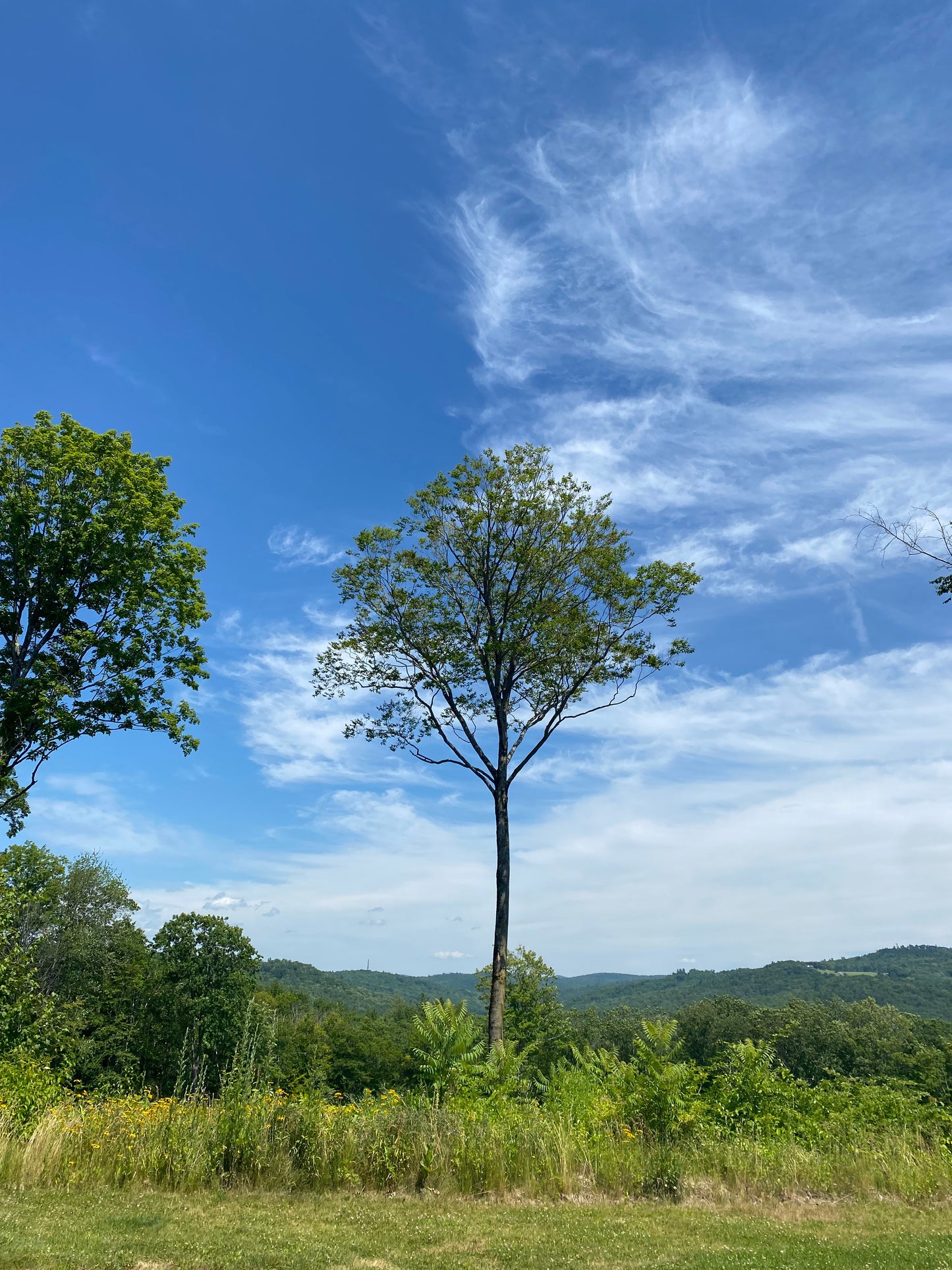 Tree with a clear blue sky and white clouds in the background
