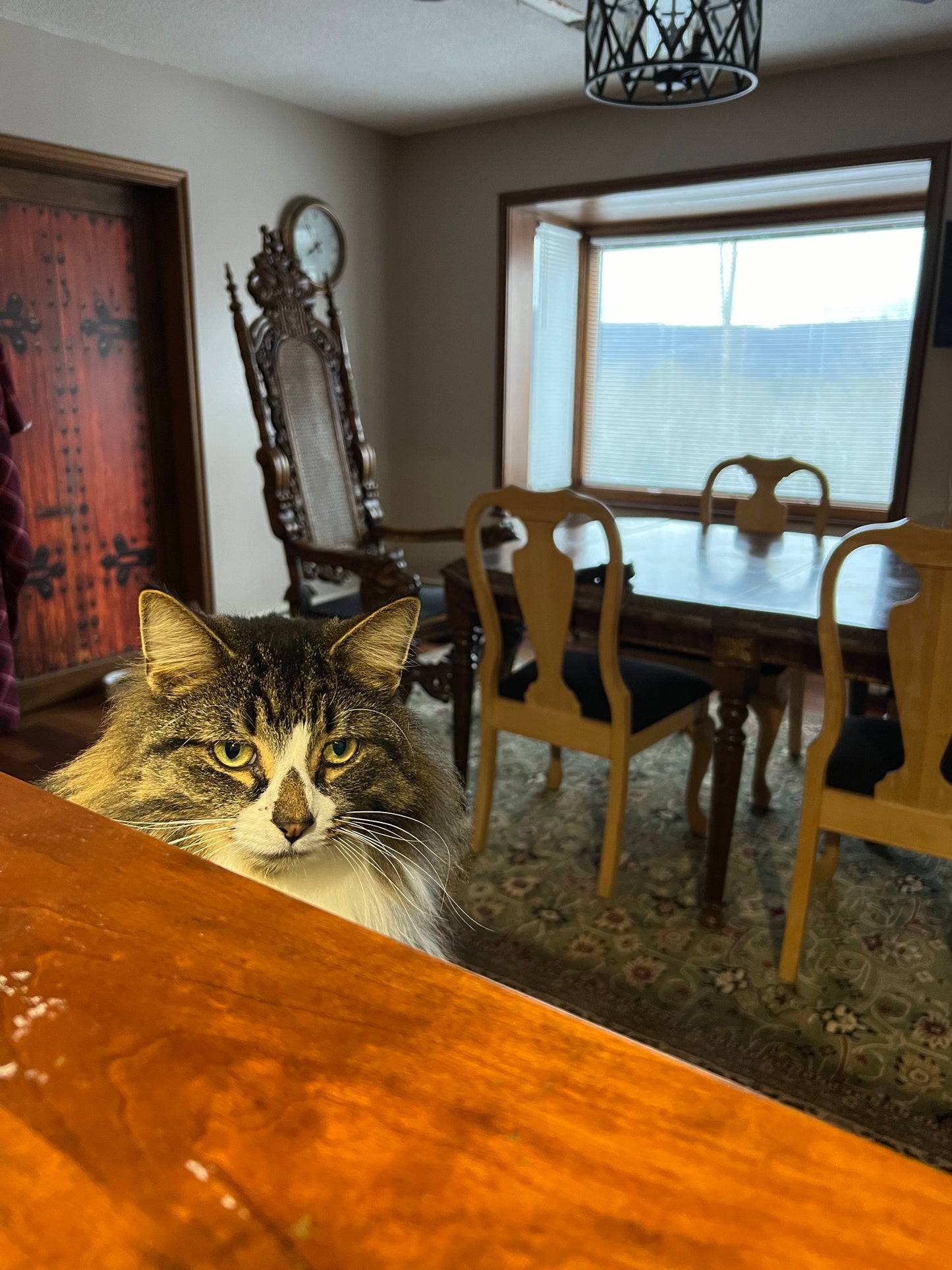 Cat sitting on a bar with dining room table and a kings throne chair in a dining room with chairs and a clock.