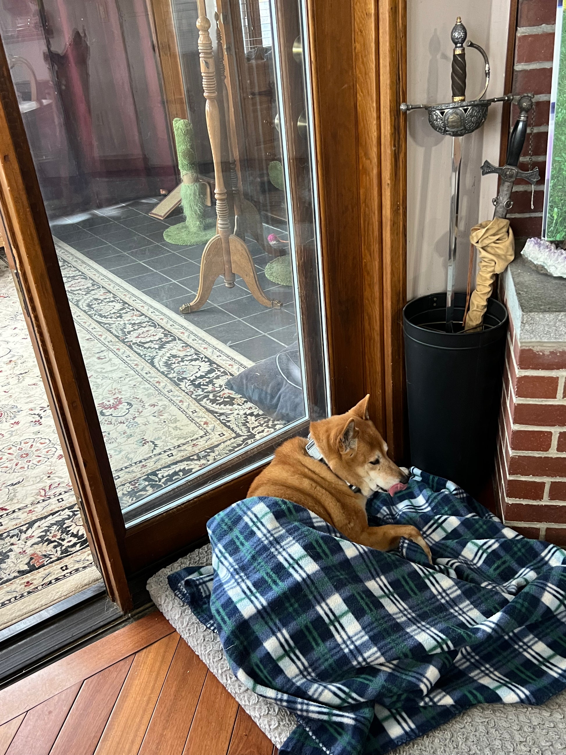 Sheba Inu dog lying on a plaid blanket by a glass door with a sword and other items in the background.