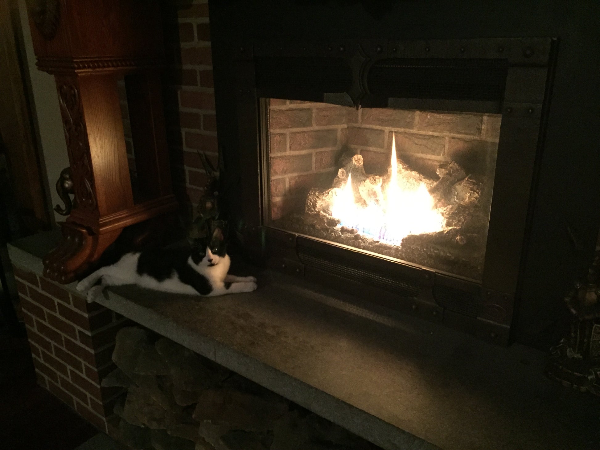 Cat sitting on a fireplace hearth with a lit fire inside