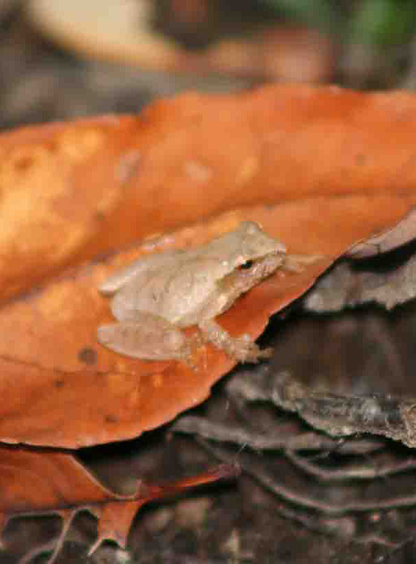 Small frog on a brown leaf with a blurred background