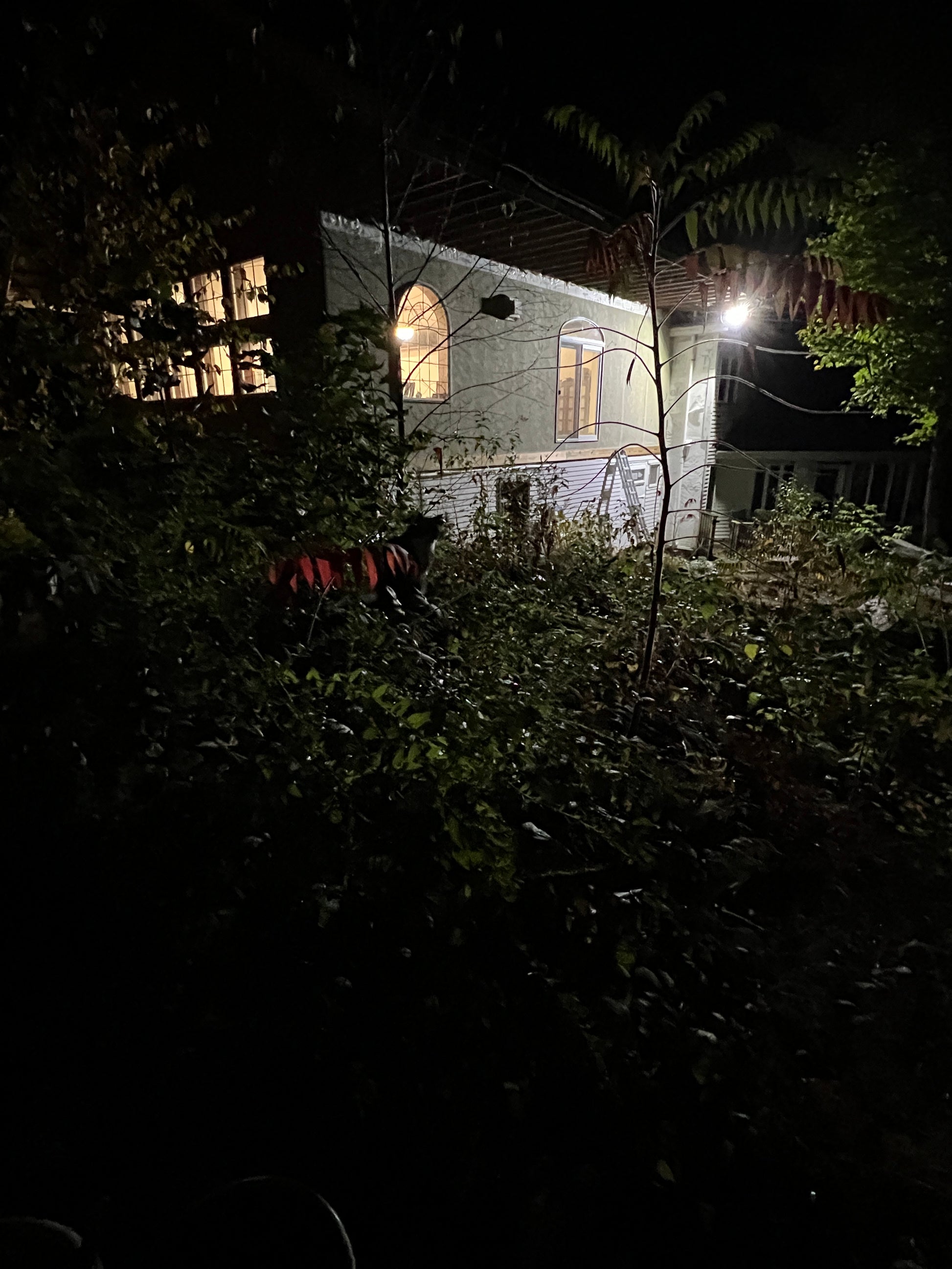 Dark, nighttime scene of a building with lights through trees