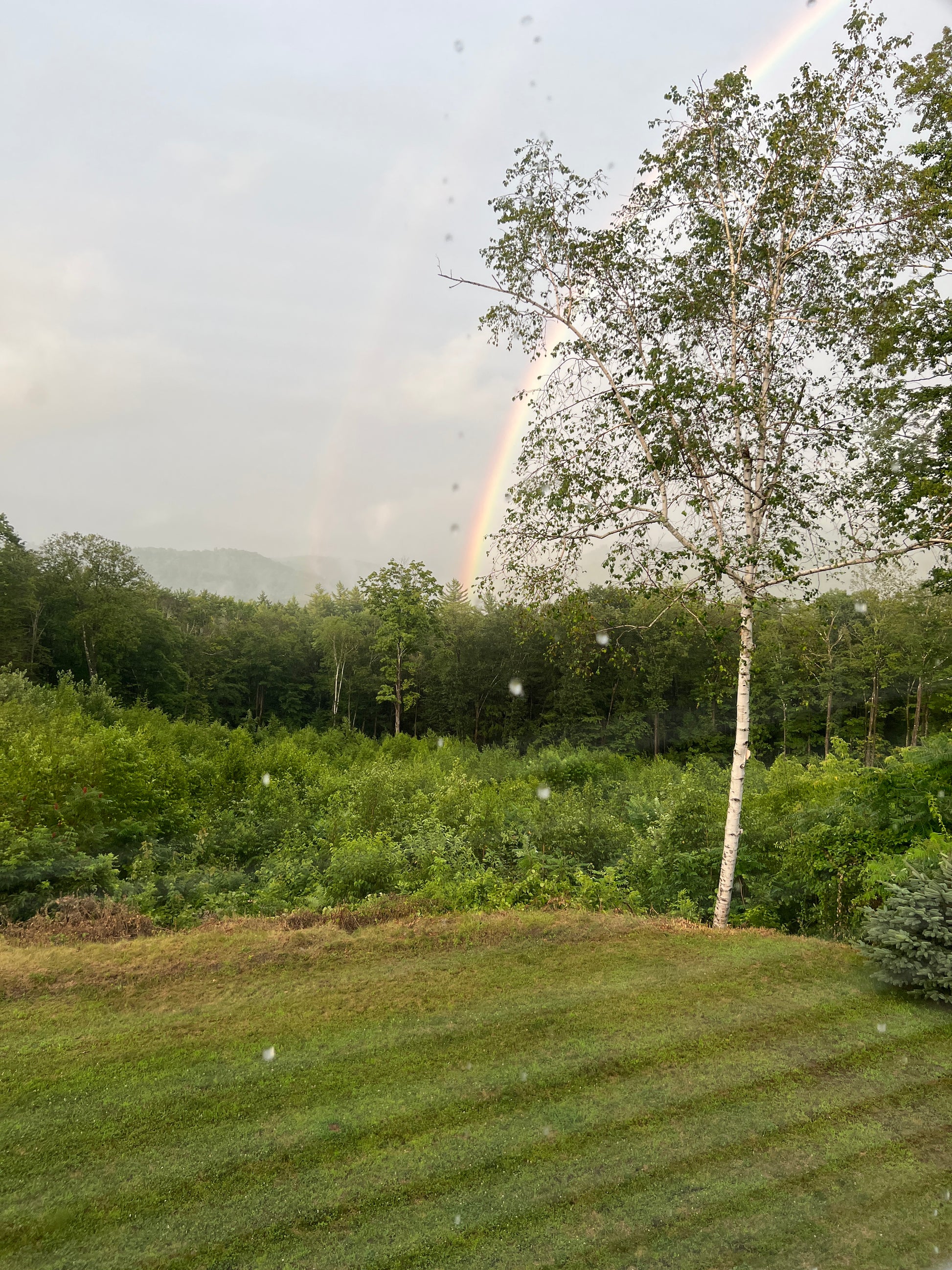 Lush green forest with trees and grass under a cloudy sky