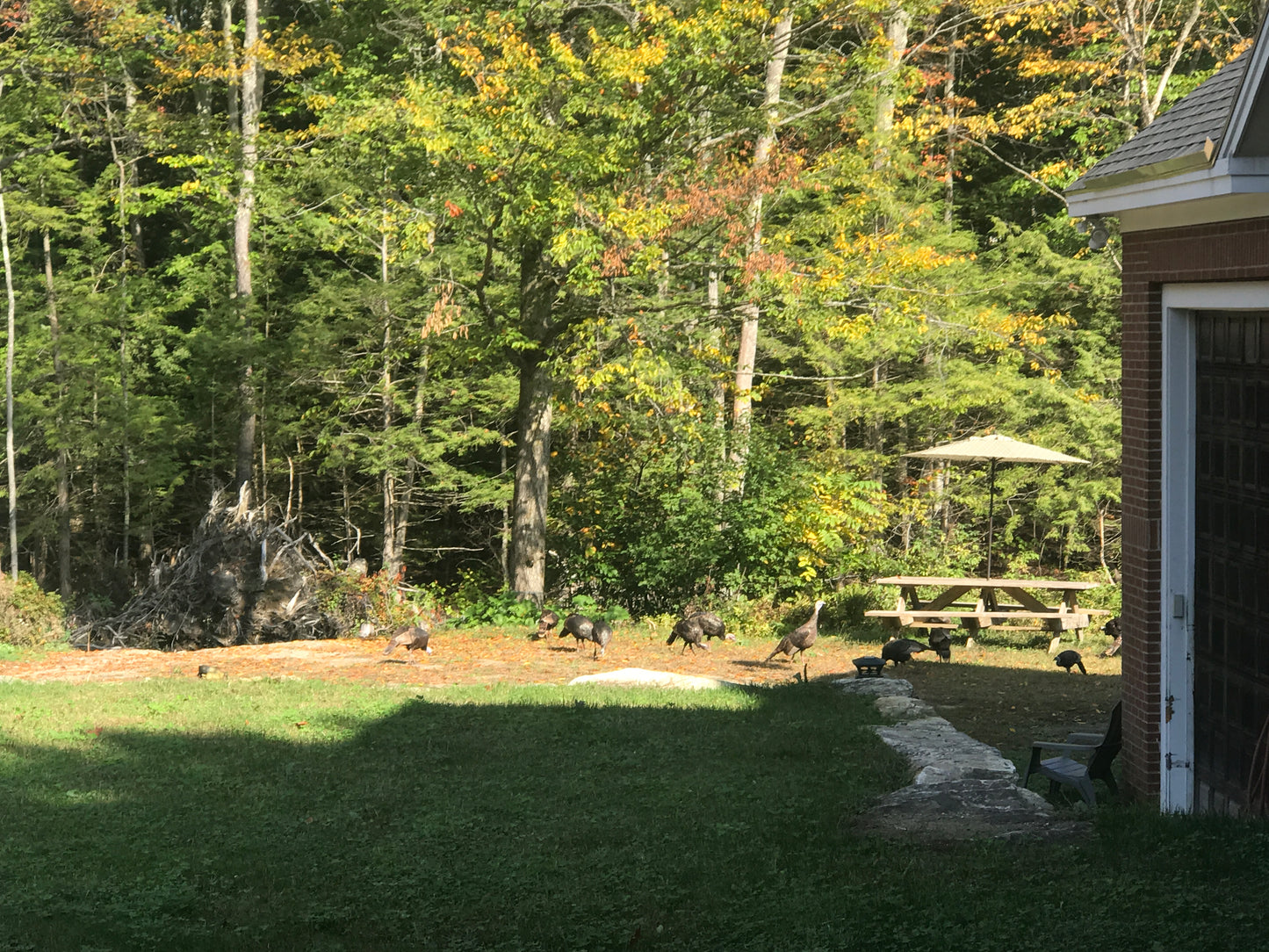 Turkeys in a backyard with trees and a house in the background