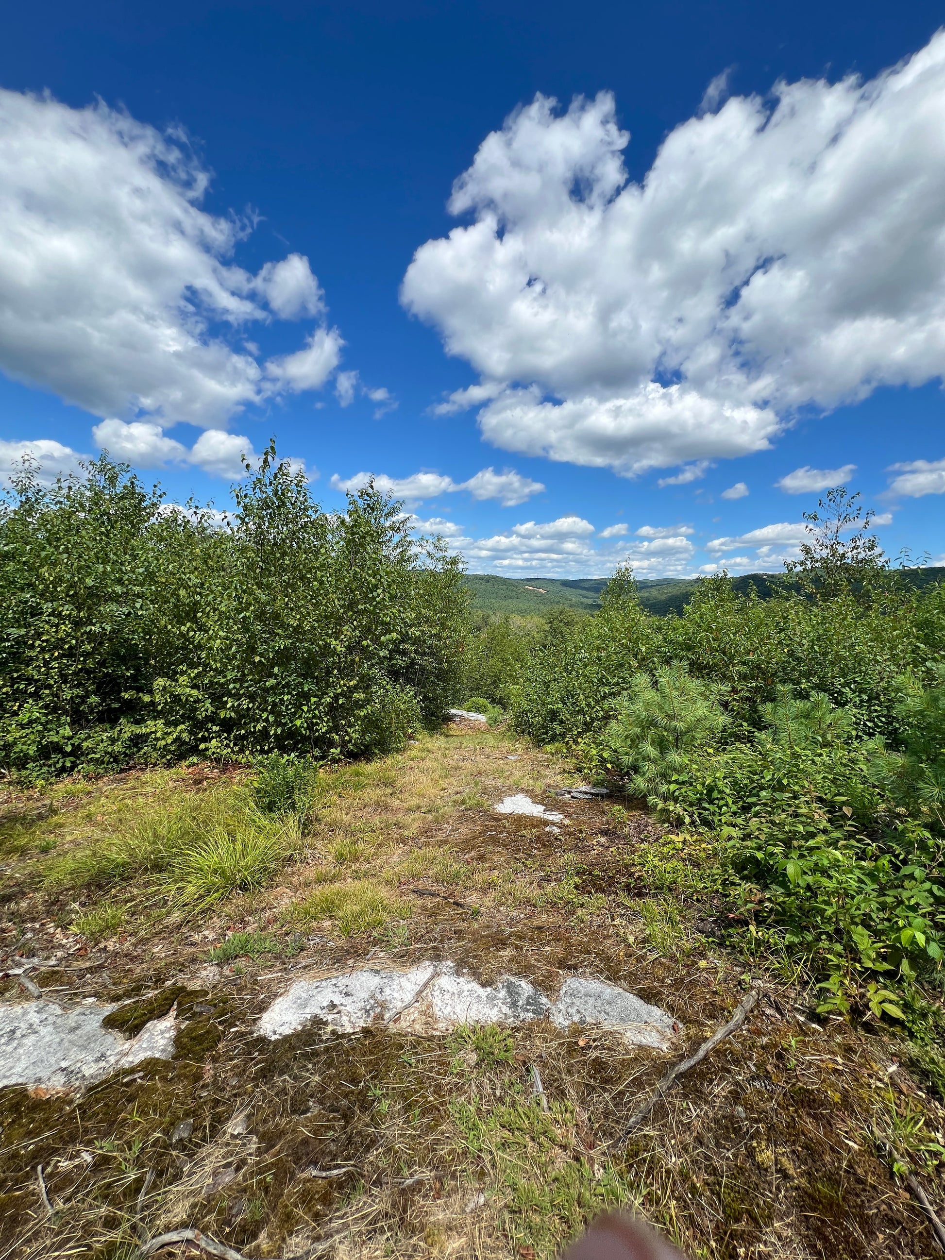 Scenic view of a forest with blue sky and white clouds