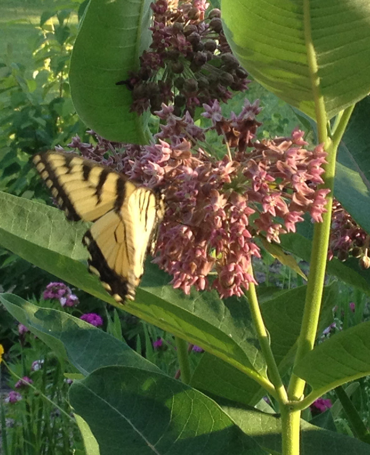 Butterfly on a pink flower with green leaves and grass in the background