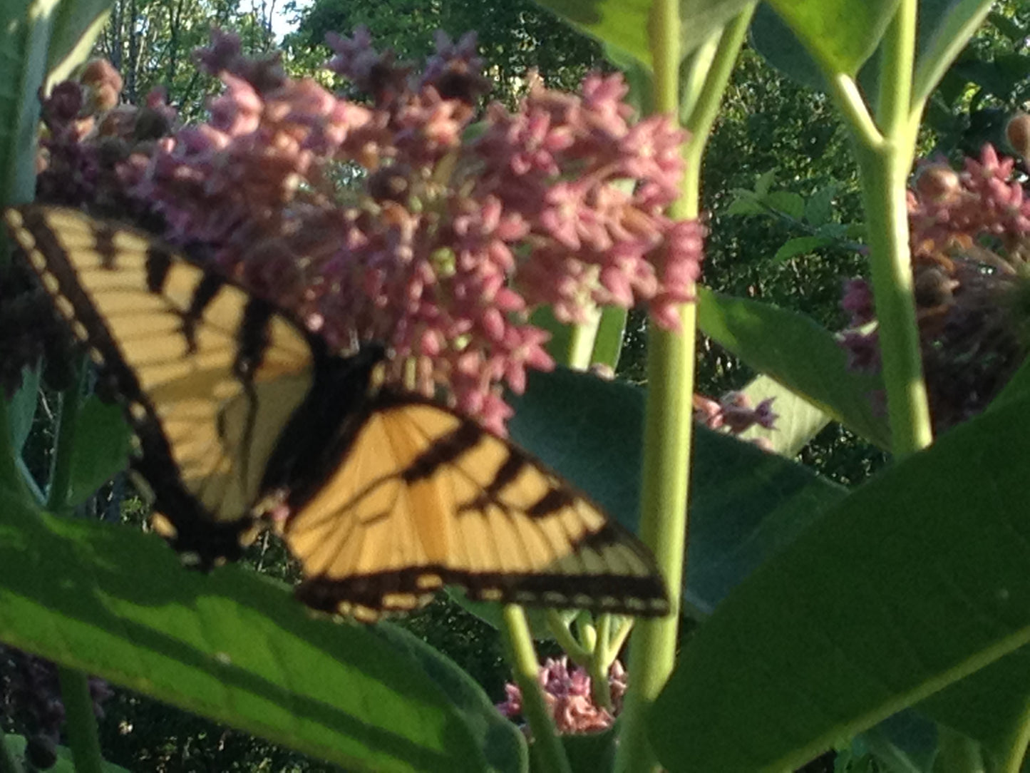 Butterfly on pink flowers with green leaves in the background