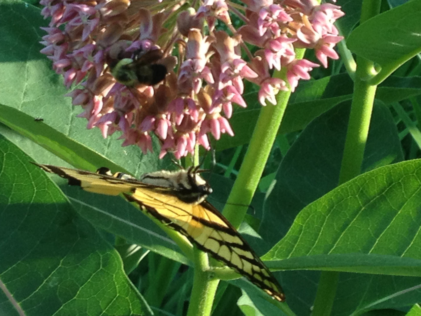 Butterfly on a pink flower with green leaves in the background