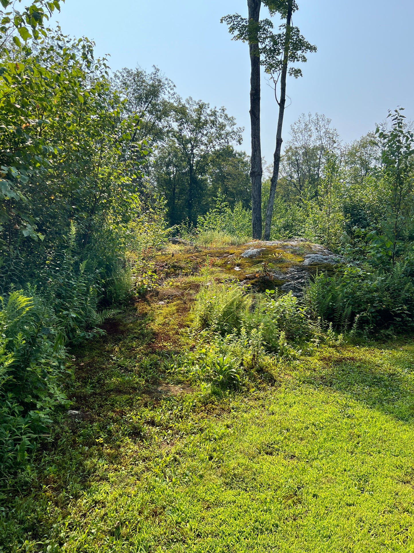 Lush green forest with trees and underbrush on a clear day