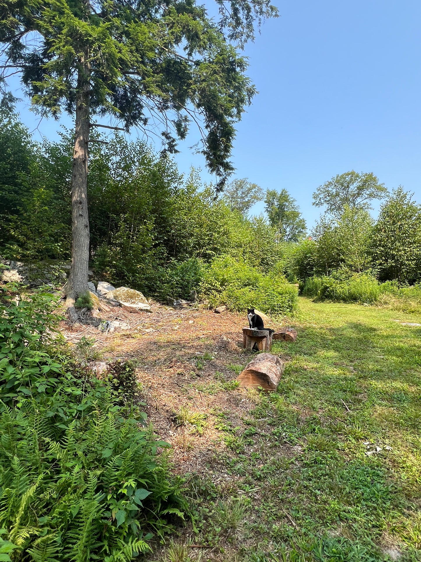 Cat standing on a grassy hill with trees and clear sky in the background
