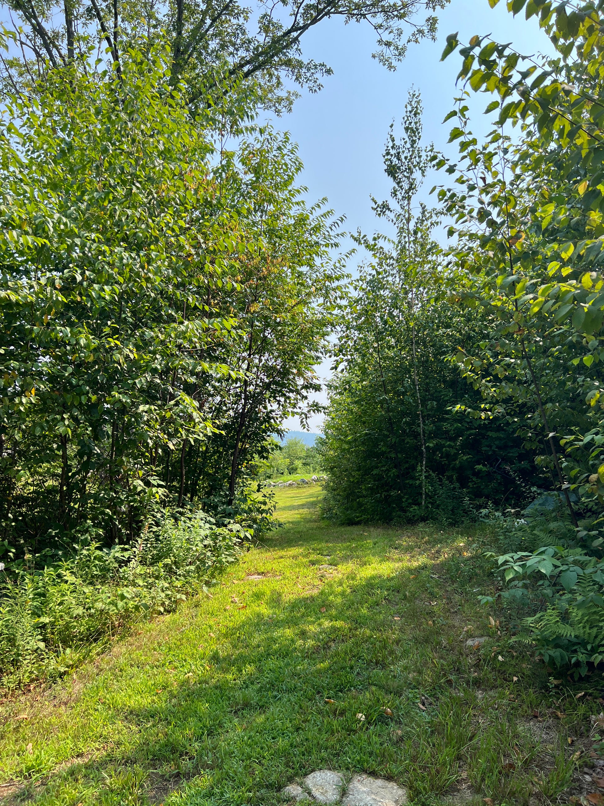 Winding dirt path through a forest with trees on both sides