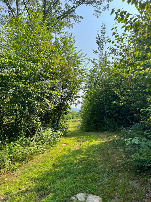 Winding dirt path through a forest with trees on both sides