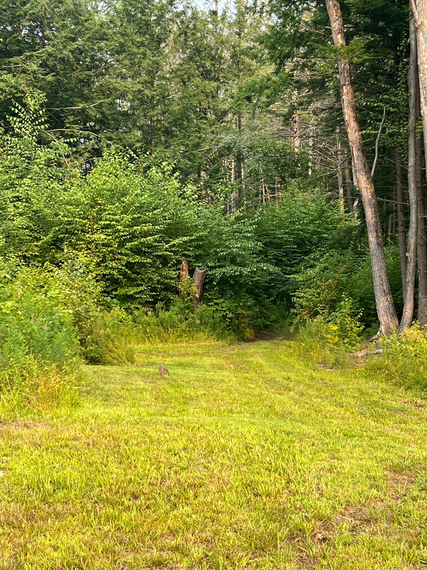 Green forest with trees and grass with rabbit in the distance.